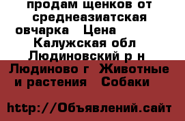 продам щенков от среднеазиатская овчарка › Цена ­ 4 000 - Калужская обл., Людиновский р-н, Людиново г. Животные и растения » Собаки   